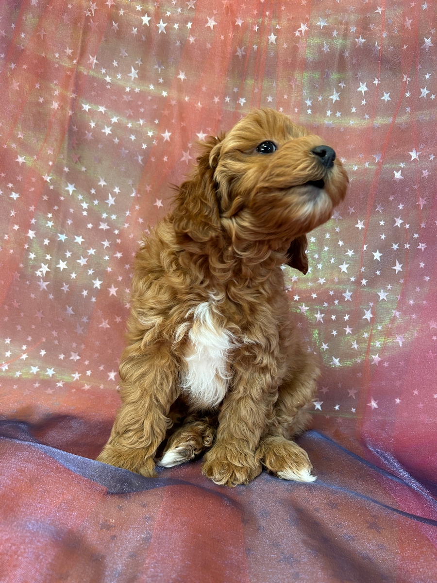 Female Cockapoo Puppy for Sale in Iowa DOB 11-8-2024 $950